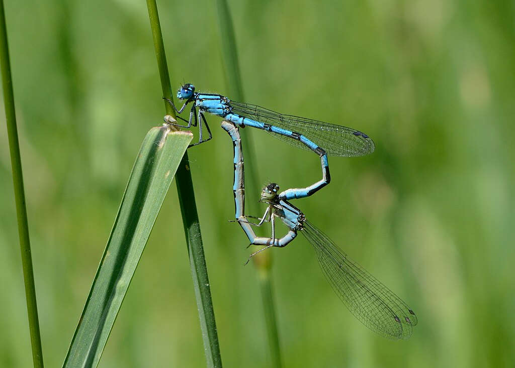 Bluet damselflies in thier heart shaped mating position