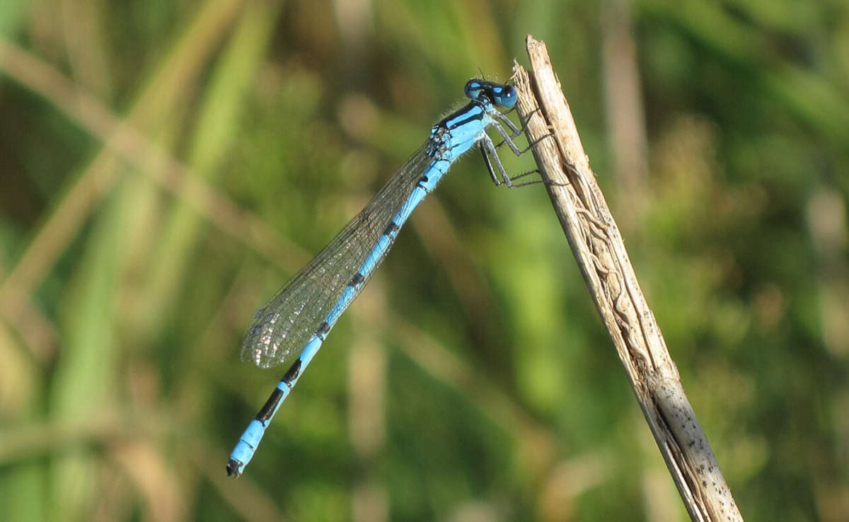 The Damselfly - Familiar Blue (Enallagma civile