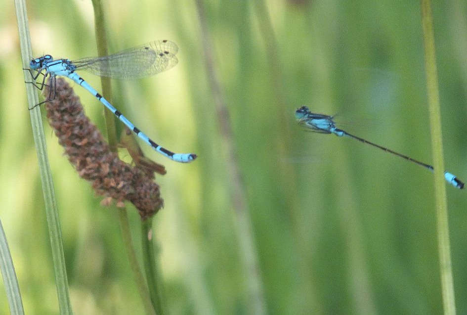 An image of two damselfies: Left: Common Blue Damselfly (Enallagma cyathigerum) and Right: Blue-tailed Damselfly (Ischnura elegans).