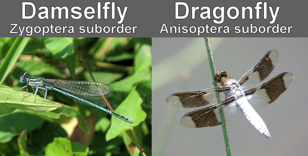 A damselfly vs a dragonfly
