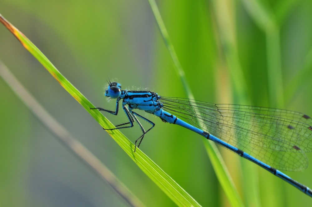 Native Insect Guide