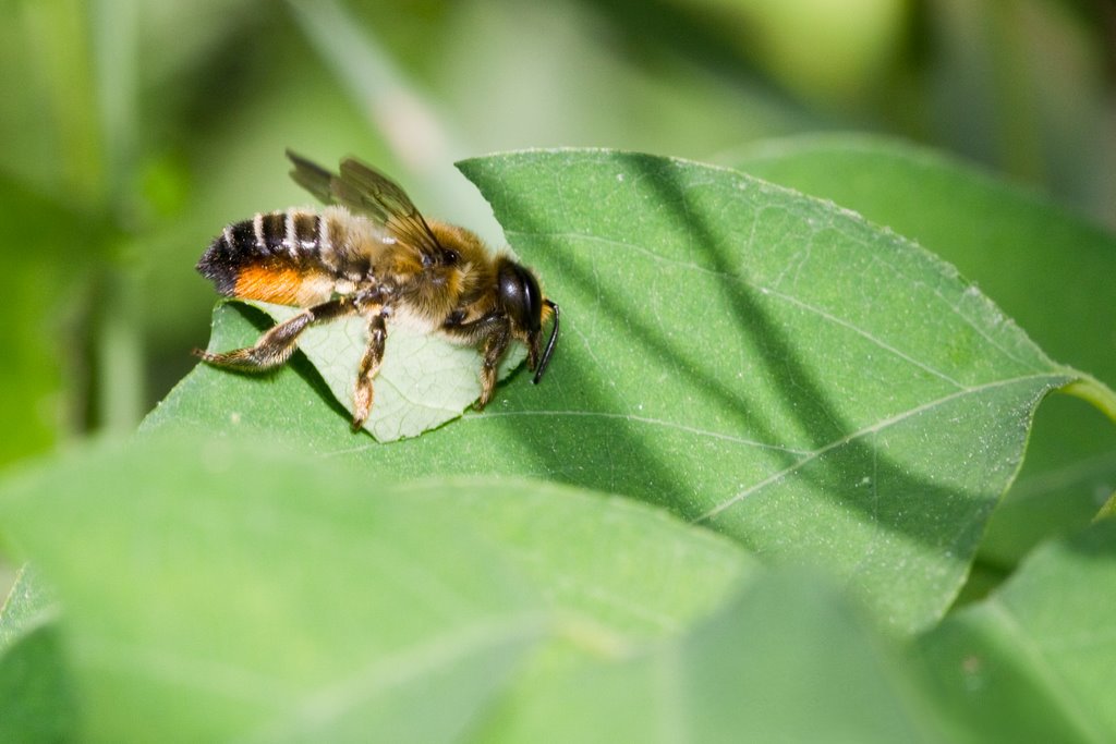 Leafcutter bee cutting a leaf