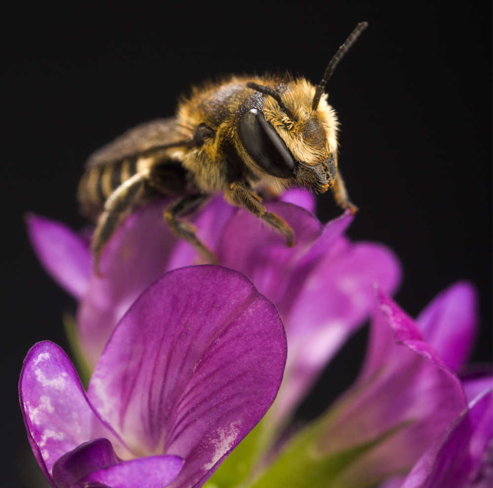 Leafcutter bee on a flower