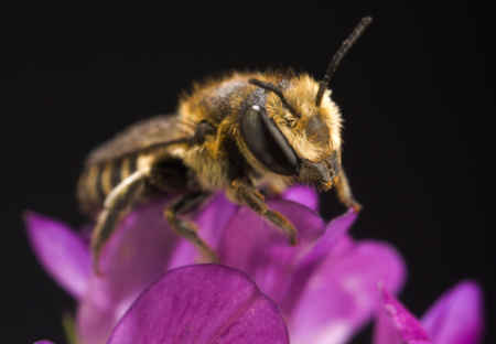 Leafcutter Bee Guide: Natures Gentle Pollinators