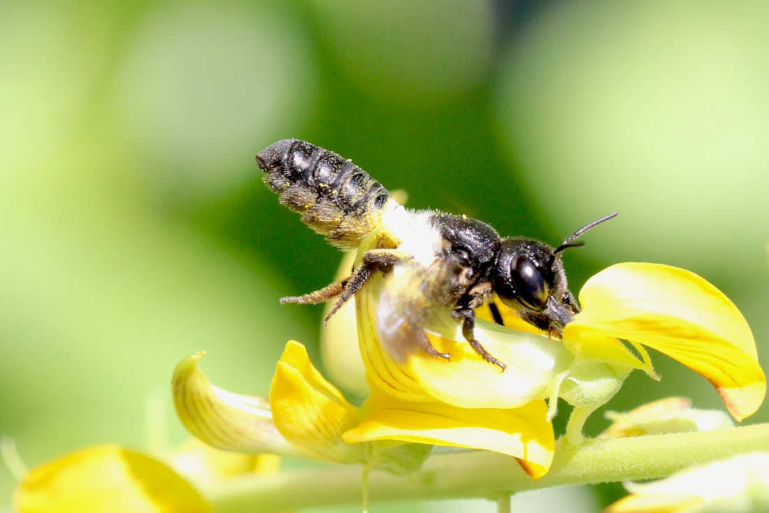 Leafcutter Bee Guide