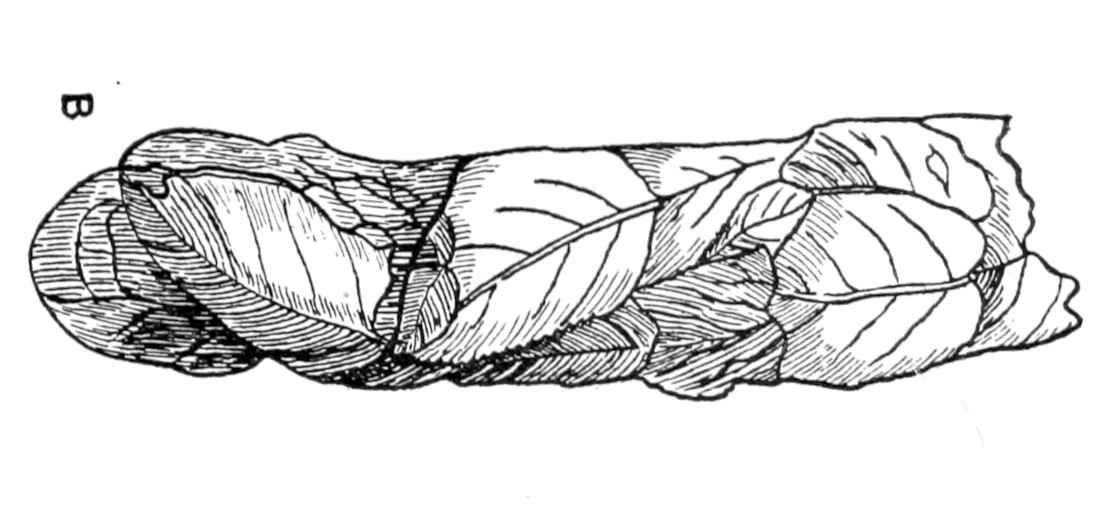 Leafcutter bees nest