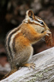 Explore mammal species and learn how to attract them