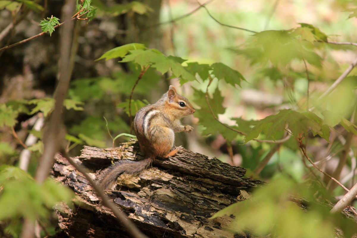 The Secret Life of Chipmunks: Natures Tiny Acrobats