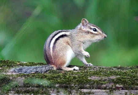 Chipmunks, Natures Tiny Acrobats