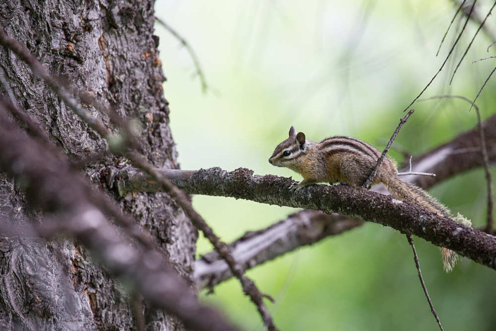 Chipmunks are natures tiny acrobats