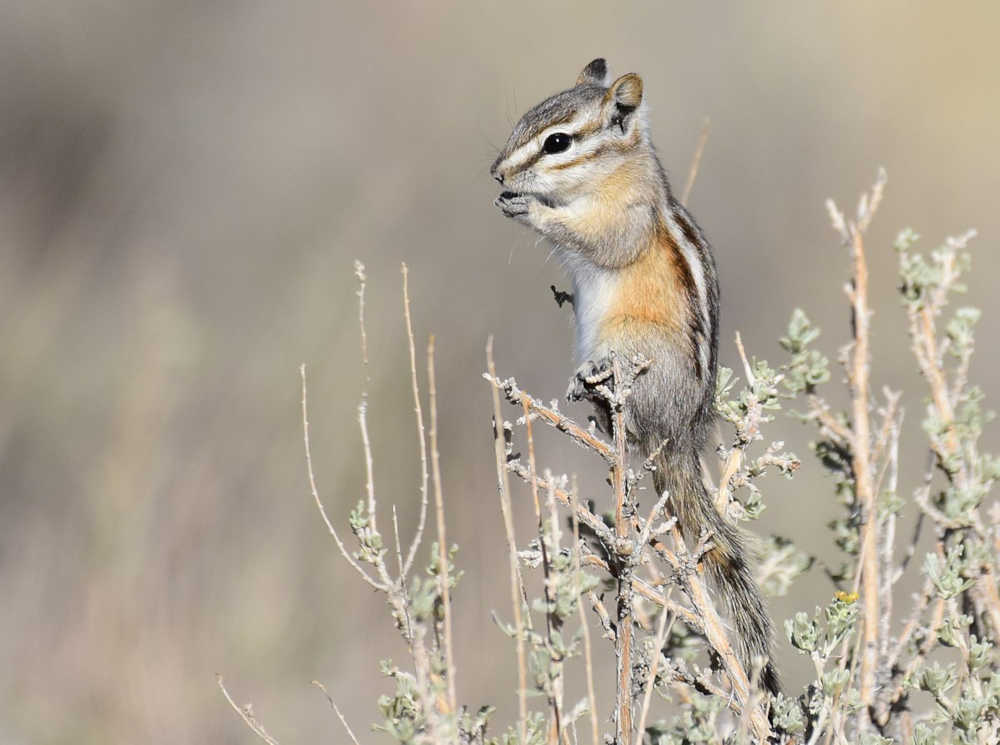 Chipmunks are very good climbers