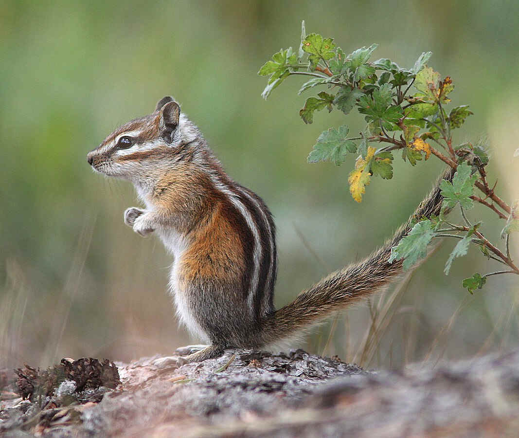Chipmunk Image