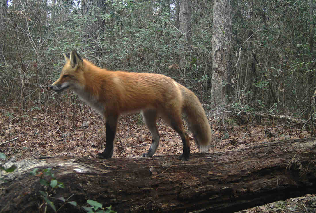 Native Mammal Guide