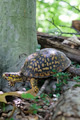 Explore reptile species and learn how to attract them