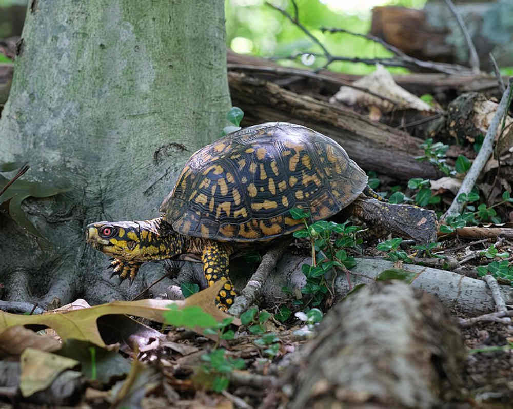 Eastern Box Turtle