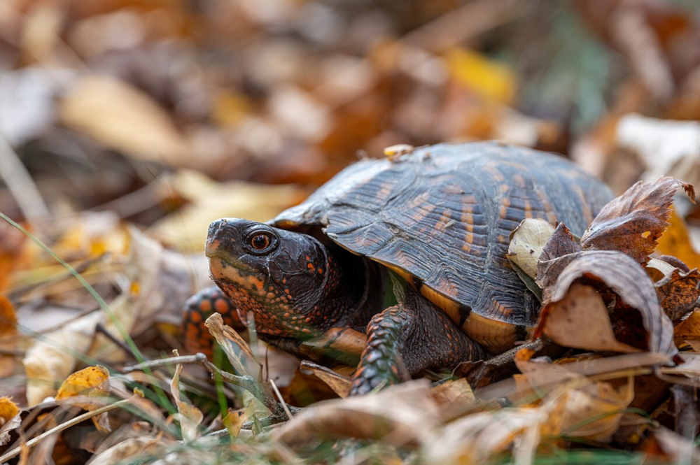 Eastern Box Turtle in Native Habitat