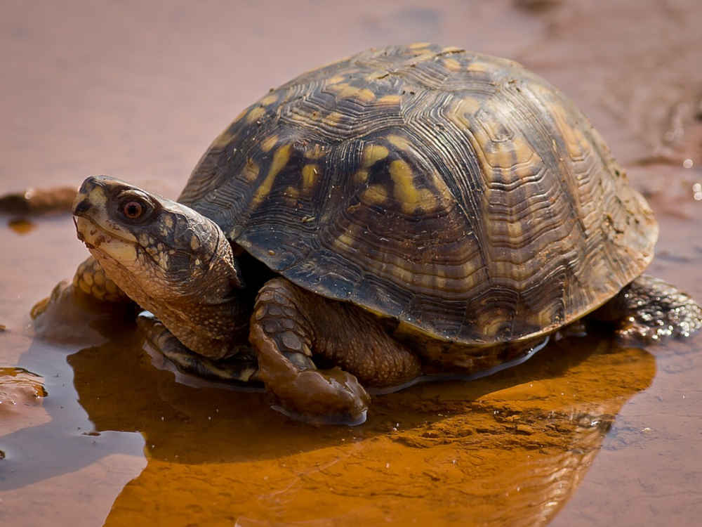Easter Box Turtle in a puddle