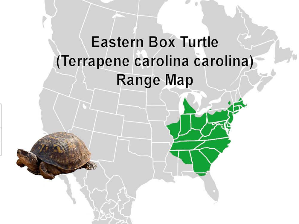Eastern Box Turtle Range Map