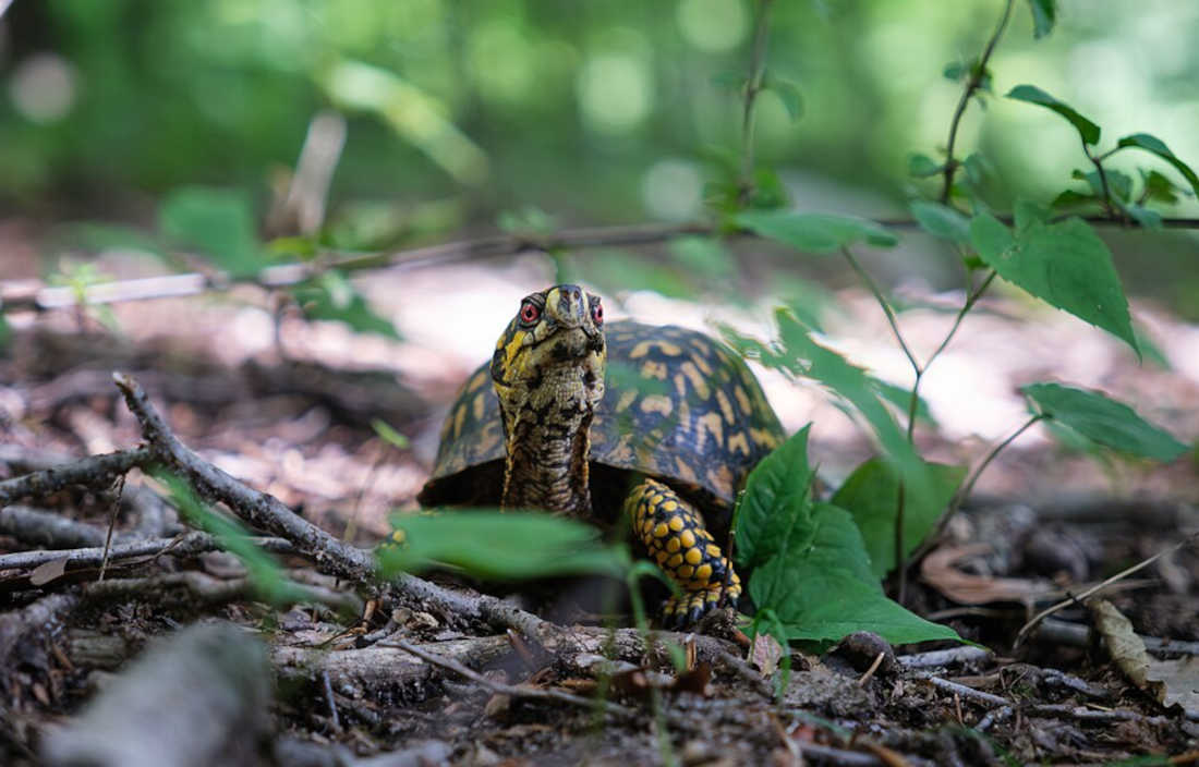 Reptile Guide - Eastern U.S.