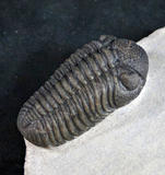 Trilobites for sale