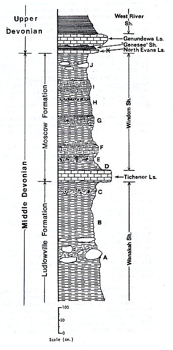 Cross section of the devonian fossil exposures of 18-mile creek, New York