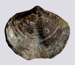 brachiopod Fossils