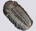 Eldregeops (Phacops) Trilobite Fossils