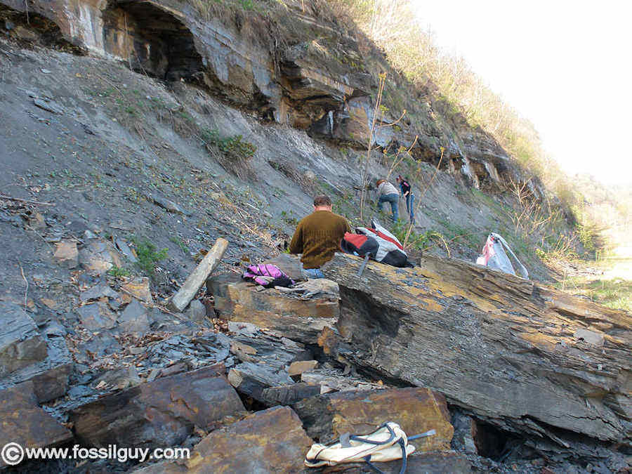 Fossilguy.com: Carboniferous Fossil Hunting Site Near ...