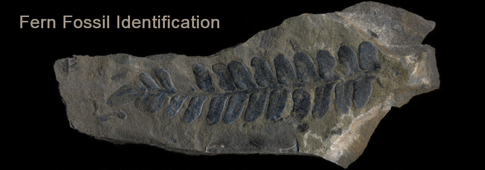 Fern Fossil Identification