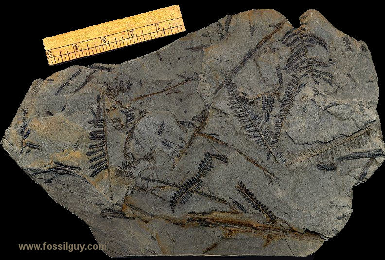 Fossilguy.com: Carboniferous Fossil Fern Identification