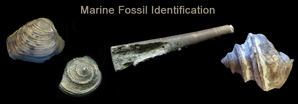 Marine Fossil Identification