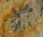 Annularia Fossils