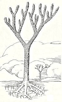 Lepidodendron Illustration