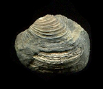 Pelecypod Fossils