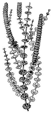 Sphenophyllum Illustration
