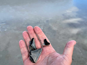 Amelia Island, Florida Fossil Site