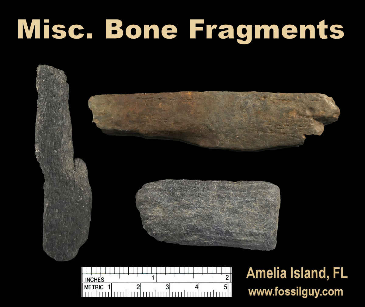 Bone fragment fossils of Amelia Island, Florida