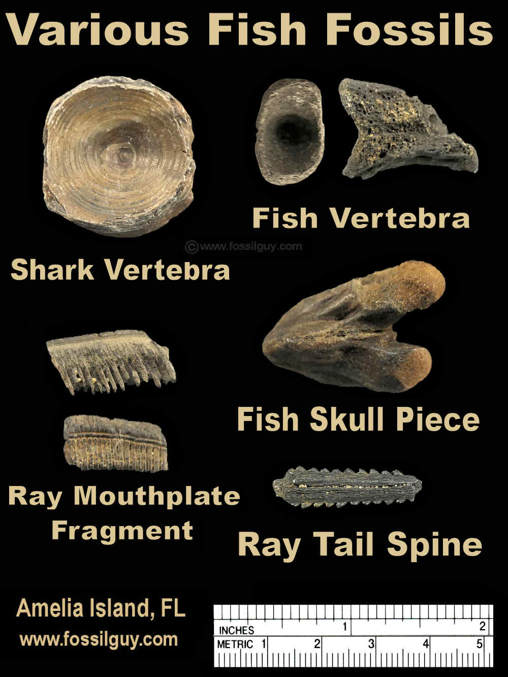 Fish Fossils of Amelia Island, Florida
