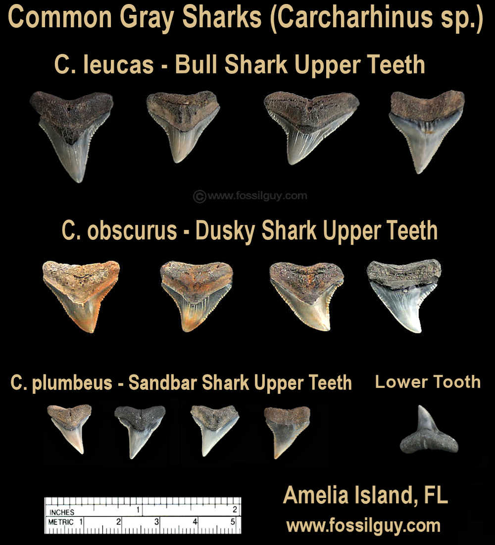 Grey shark species of Amelia Island, Florida