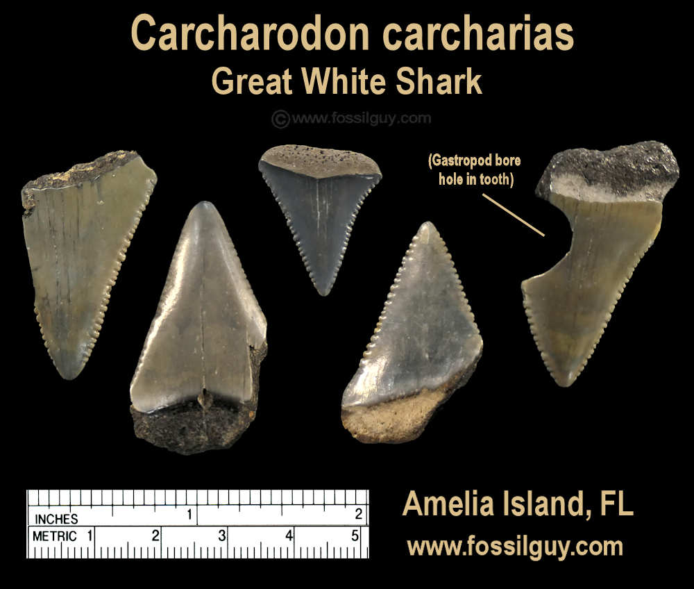 Great white shark teeth fossils of Amelia Island, Florida