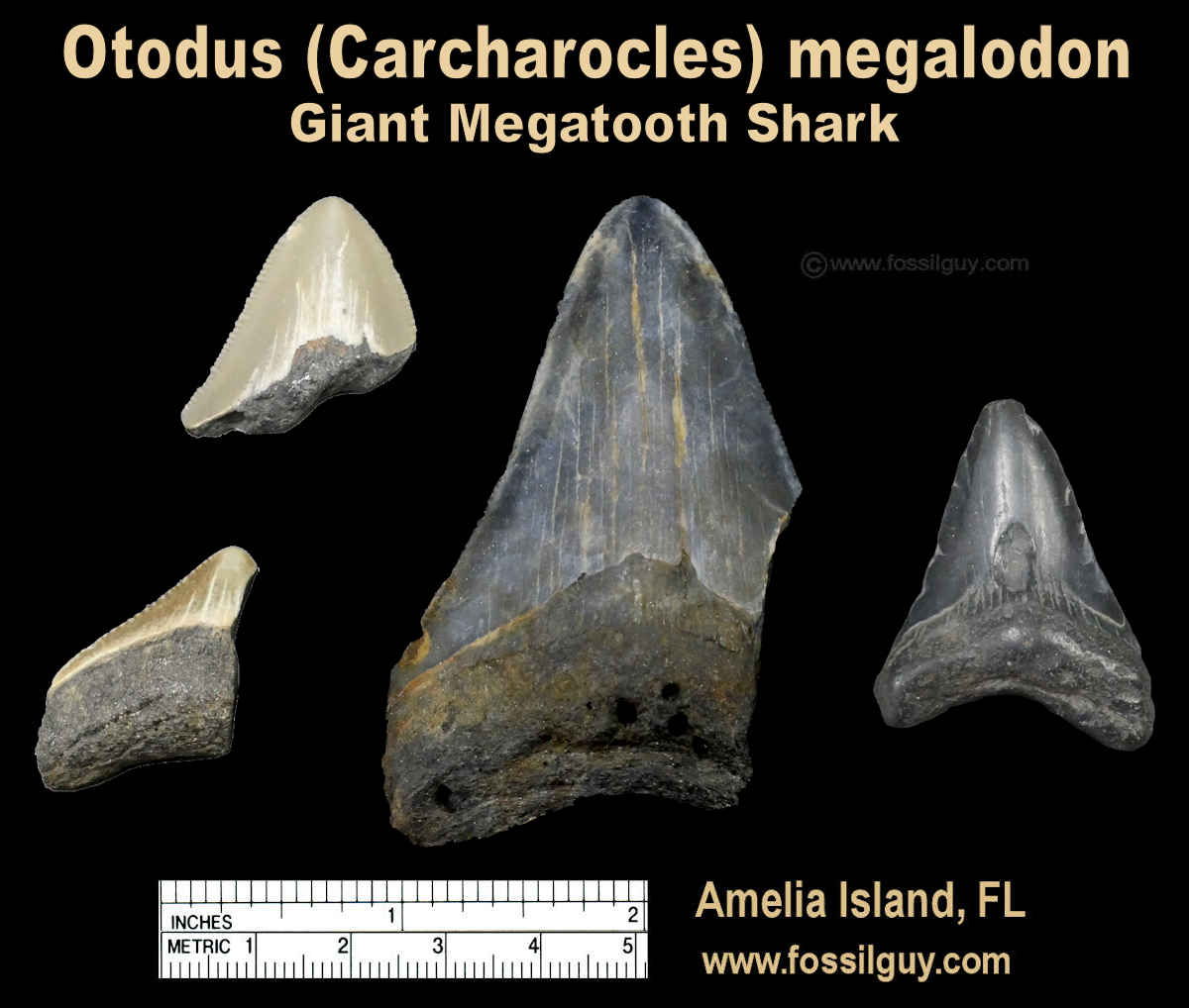 Megalodon shark teeth of Amelia Island, Florida