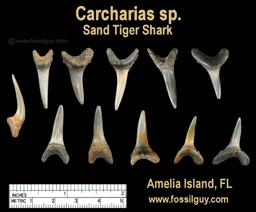 Sant Tiger shark teeth fossils of Amelia Island, Florida