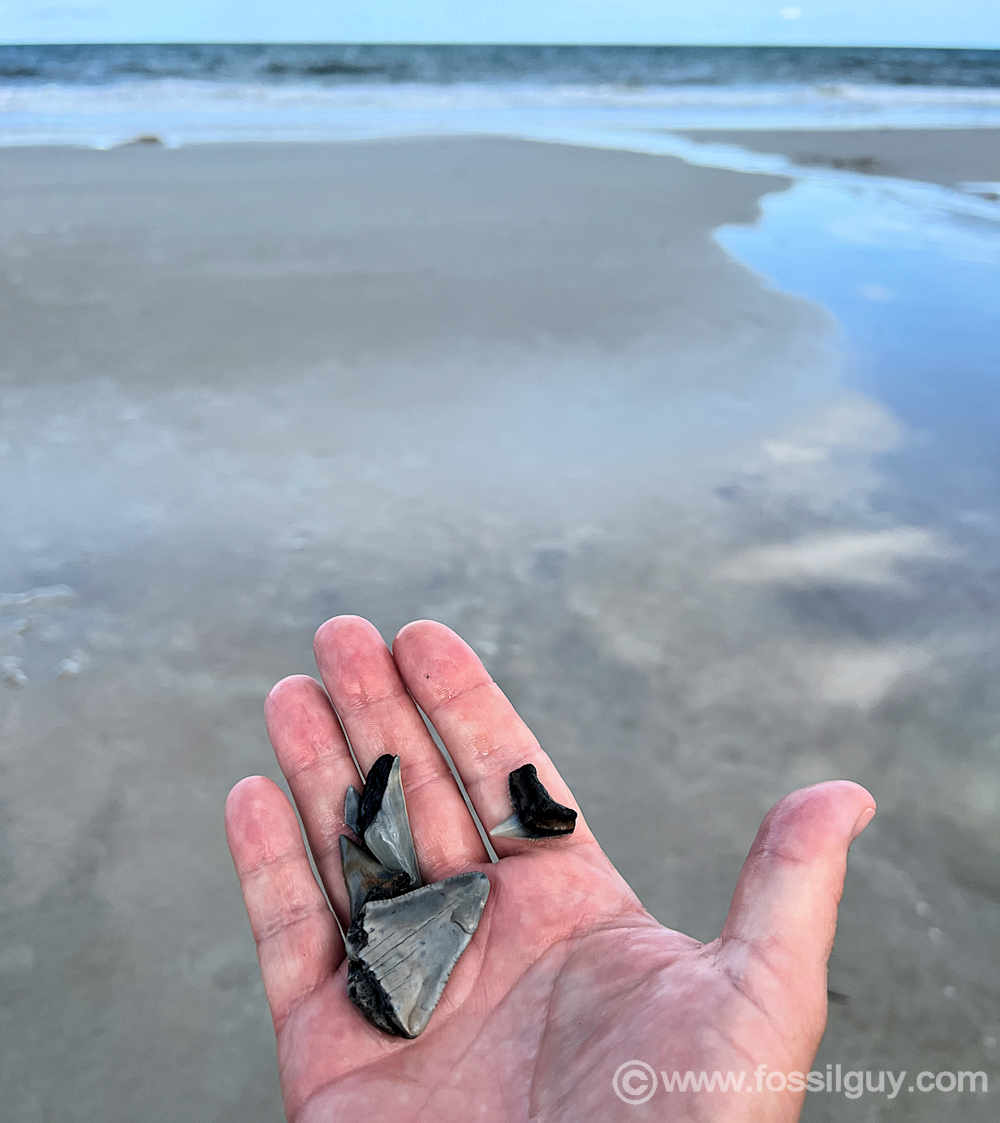 The author with shark teeth from beachcombing around Ft. Clinch on Amelia Island.