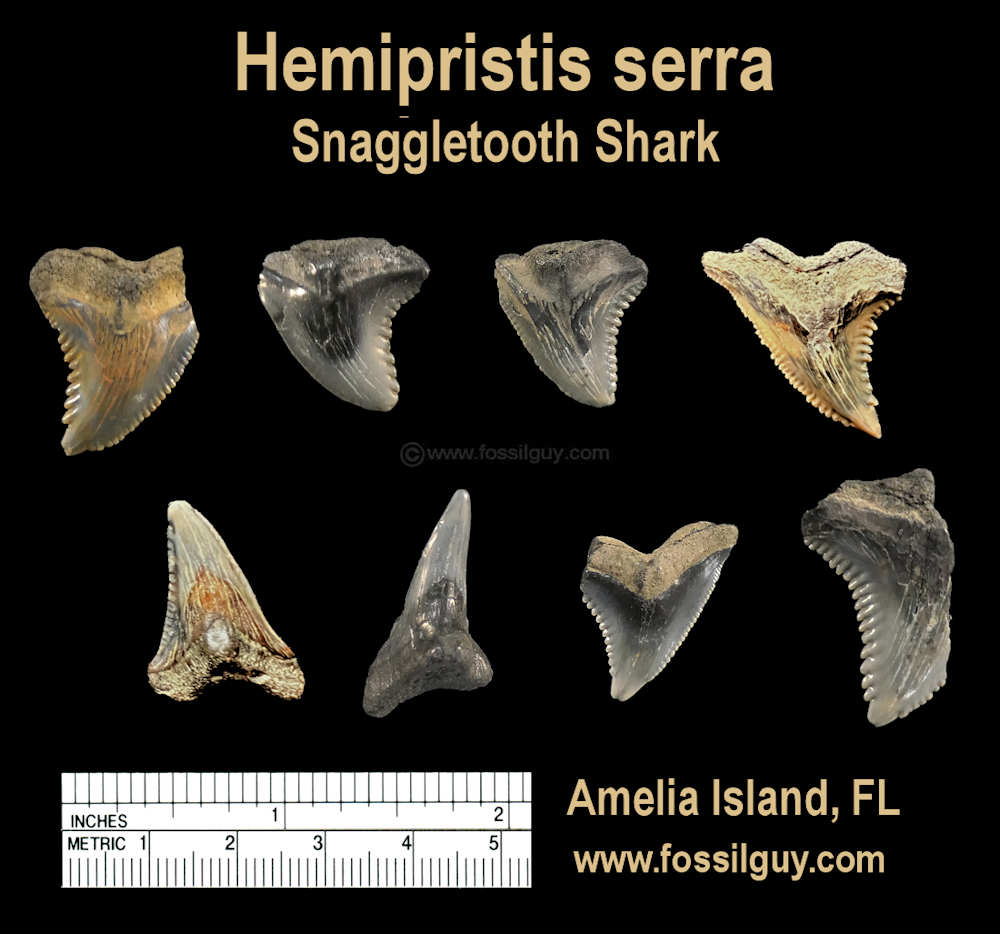 Snaggletooth shark teeth fossils of Amelia Island, Florida