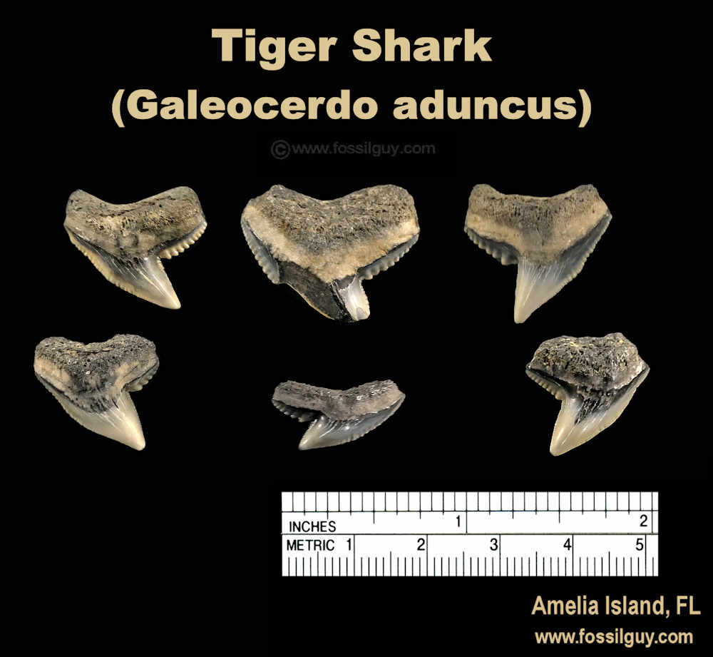 Tiger shark teeth fossils of Amelia Island, Florida