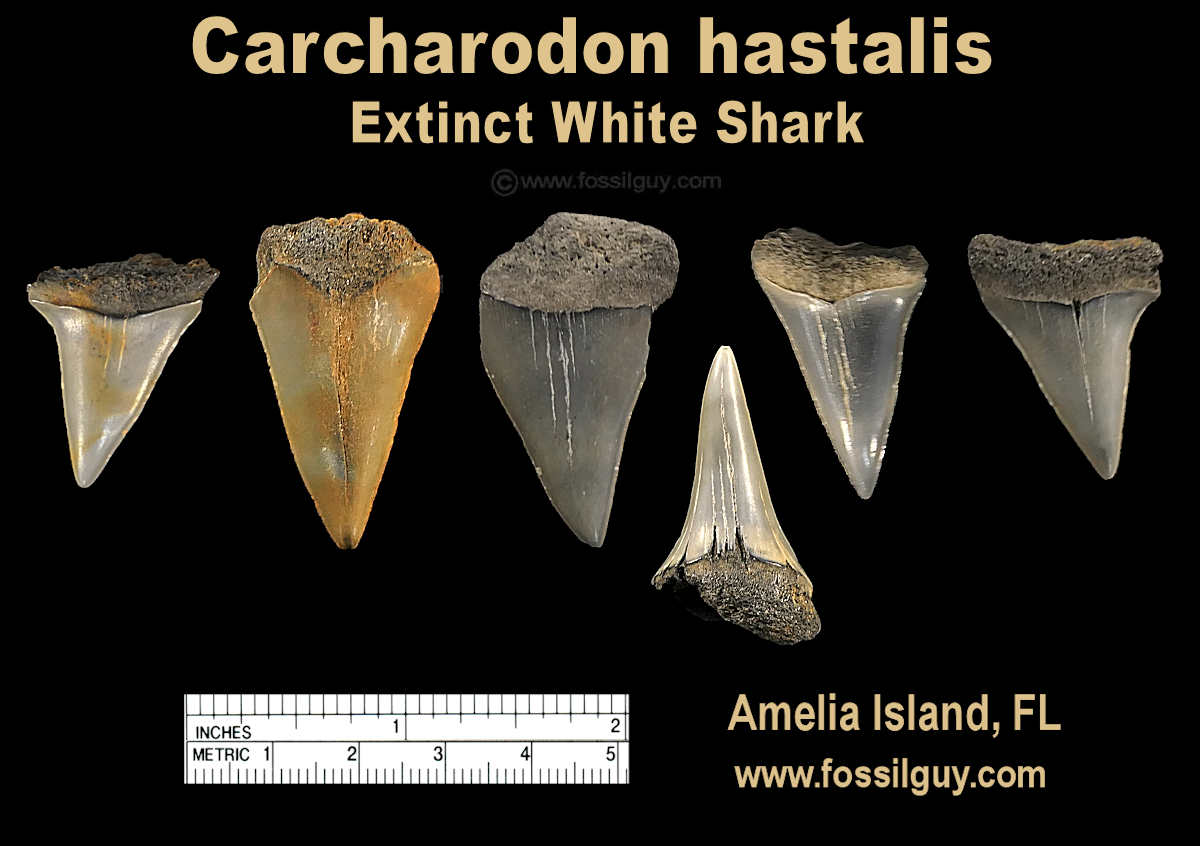 Extinct white shark teeth fossils of Amelia Island, Florida