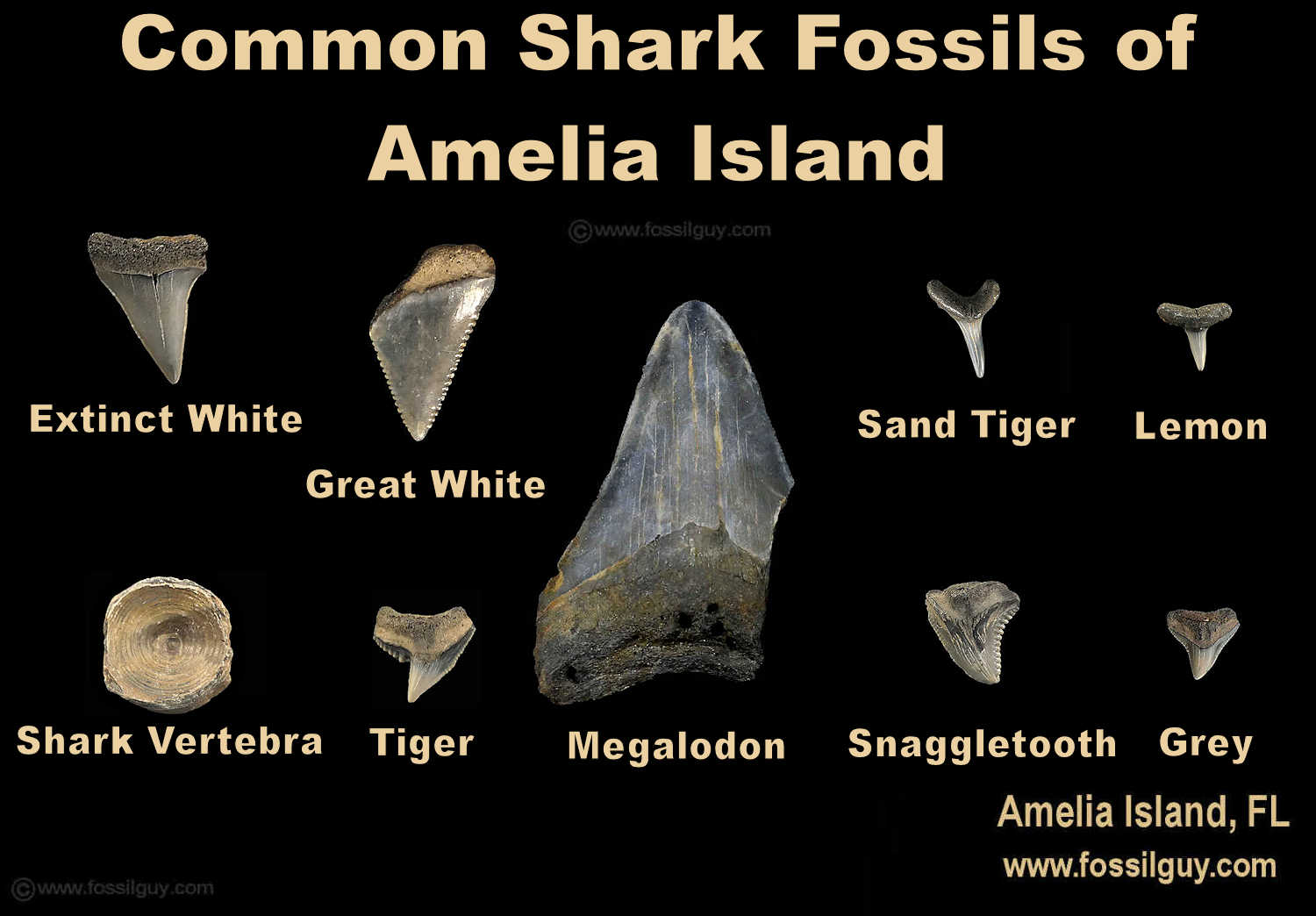 Common shark teeth fossils of Amelia Island, Florida