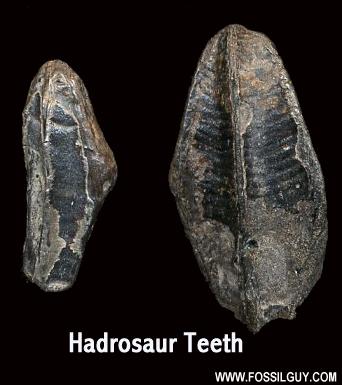 Hadrosaur Dinosaur Teeth can be found at Big Brook