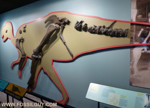 The first described Dinosaur from North America - Hadrosaurus Folkii