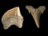 Shark Fossils